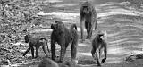 TANZANIA - Lake Manyara National Park - 13 Babbuini BN